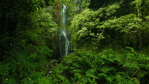 rain forest beauty GIF by Jerology