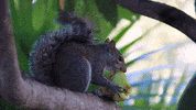 Squirrel GIF by University of Florida