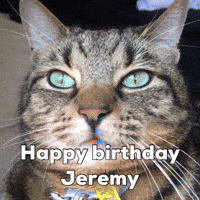Cat GIF