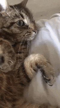 Odie GIF