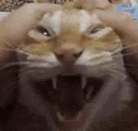Crazycat GIF
