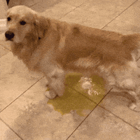 Butterdog GIF