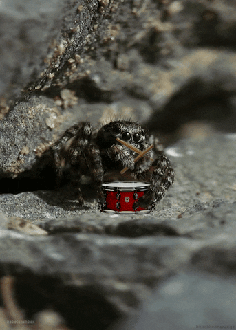 time spider GIF