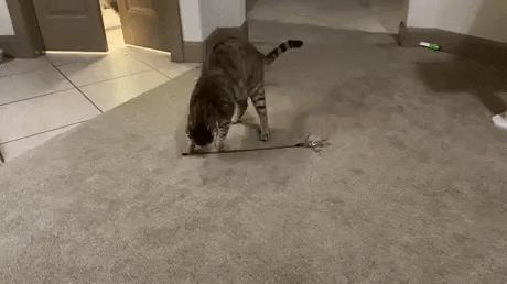 GifVif giphyupload keep cat busy GIF