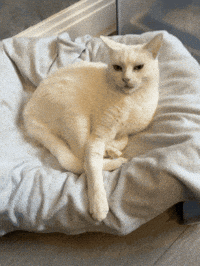 Grooming White Cat GIF