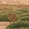 Pbs Nature Family GIF by Nature on PBS