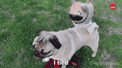 Doug The Pug Dog GIF by BuzzFeed