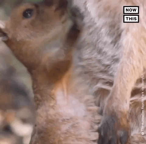 Baby Animals Hug GIF by NowThis