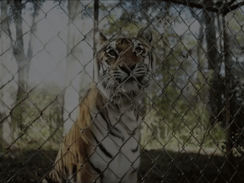 Tiger GIF by VVS FILMS