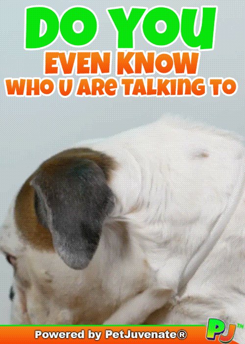 PetJuvenate petjuvenate henlo hooman fren love rescue dogs treatos and woofer for pupper GIF
