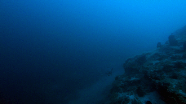 water dive GIF by Shark Week
