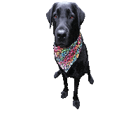 Happy Dog Sticker