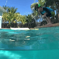 FROGGLEZSwim jump swimming swim splash GIF