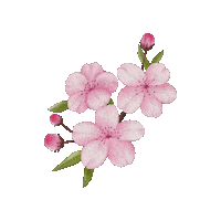 Cherry Blossoms Flower Sticker