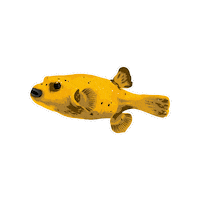 World_Wide_Corals fish wwc fish tank chiquita Sticker