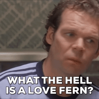 What the Hell is a Love Fern?