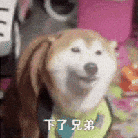 Shiba Im Out GIF