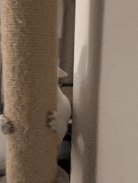 Mew Zoomies GIF