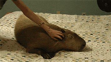 capybara GIF