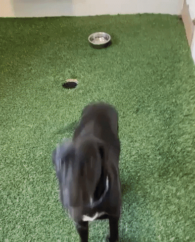 oregondogrescue giphyupload GIF