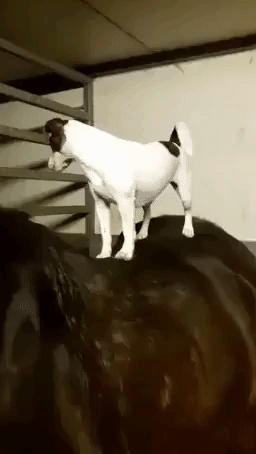 Dog Helps Horse Friend With Itch She Can't Reach