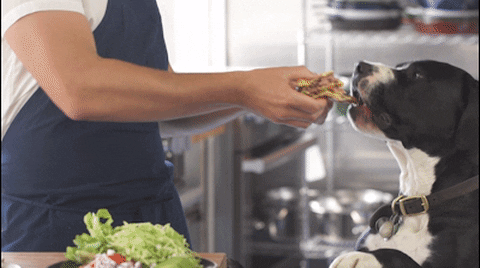 dog pet GIF by ChefSteps