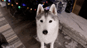 Lets Go Ok GIF by Gone to the Snow Dogs