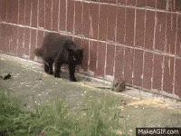 cat rat GIF