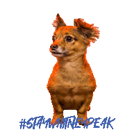 Reno Nv Dog Sticker by Whitney Peak Hotel