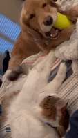 Cat Grabs Hold of Dog's Face During Play-Fight Over Toy