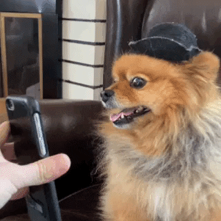 yogisinsta dog phone chat flirting GIF