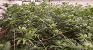 Bloom Andrew GIF by Exclusive Brands