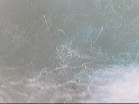 Footage Oaf GIF by jorgemariozuleta