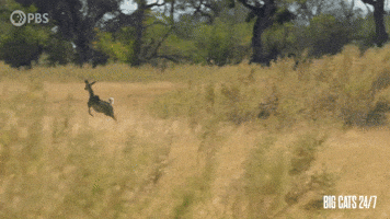 Chasing Season 2 GIF by PBS