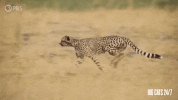 Stretching Season 2 GIF by PBS