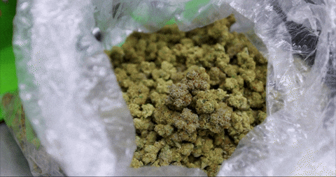 Bag Bloom GIF by Exclusive Brands