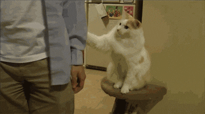 cat petting GIF by Cheezburger