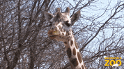 Stare Reaction GIF by Brookfield Zoo