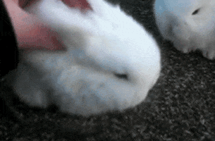 rabbit sleeping GIF