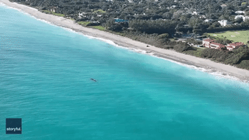 Endangered Right Whale Swims With Calf Off Juno Beach Coast