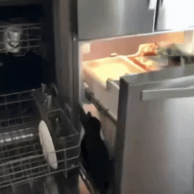 GIF by The Dodo