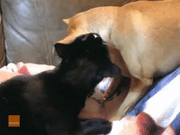 Considerate Cat Grooms Delighted Dog