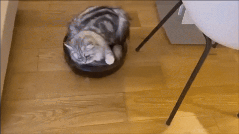 cuteanimalland giphyupload GIF