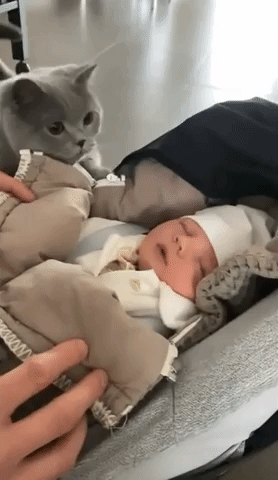Cat Has Heart-Melting First Encounter With Newborn