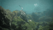 Marine Iguana Swimming GIF by Oceana