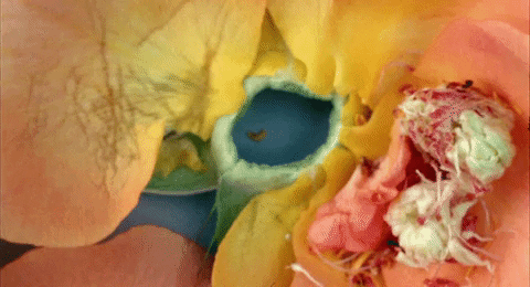 petals GIF by NOWNESS