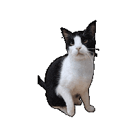 Cat Sticker