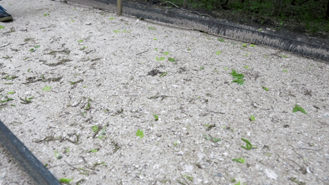 Hiking Shoe GIF