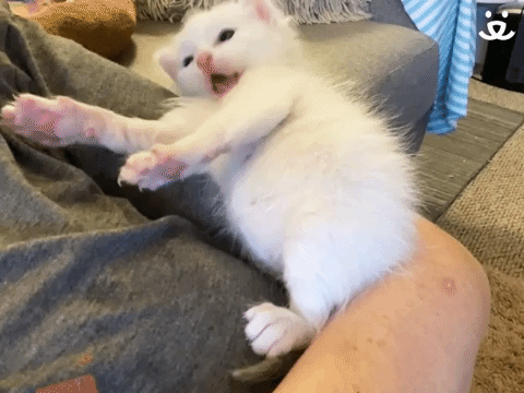 Kitten Nodding
