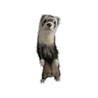 JUNG-YUEUN otter ferret 수달 페럿 Sticker